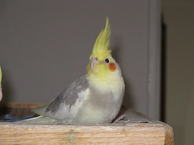 PRODáM - mladé korely, 3 ks - skořicové straky